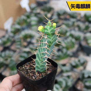 矢毒麒麟大戟科多肉植物开小黄花好养美观易度夏阳台庭院小盆栽