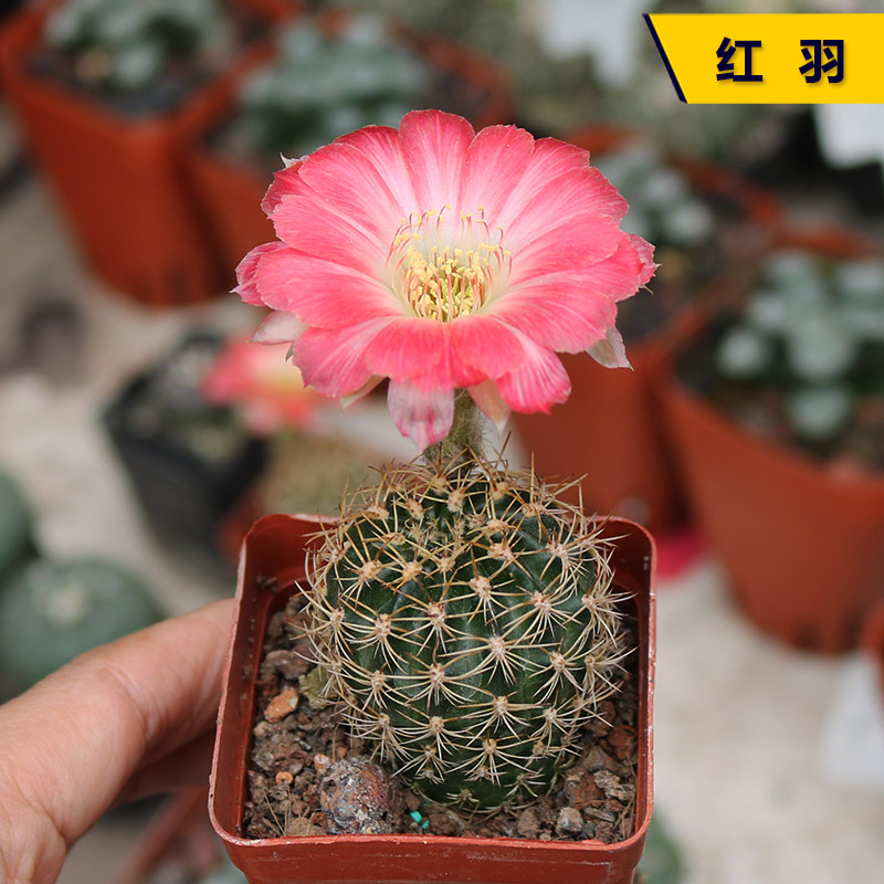 花田舍好养开花仙人球