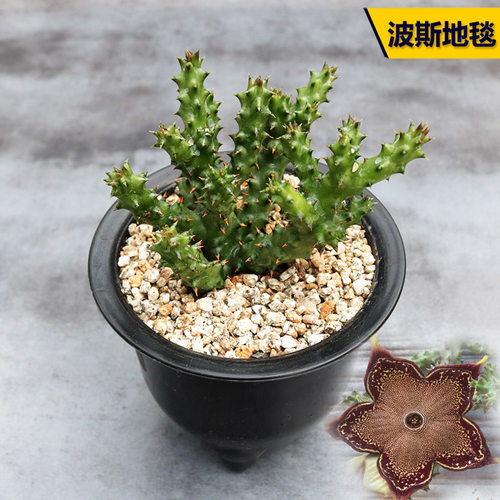 花田舍 波斯地毯多肉植物 稀缺冷门开大花萝藦科办公室趣味小盆栽 - 封面