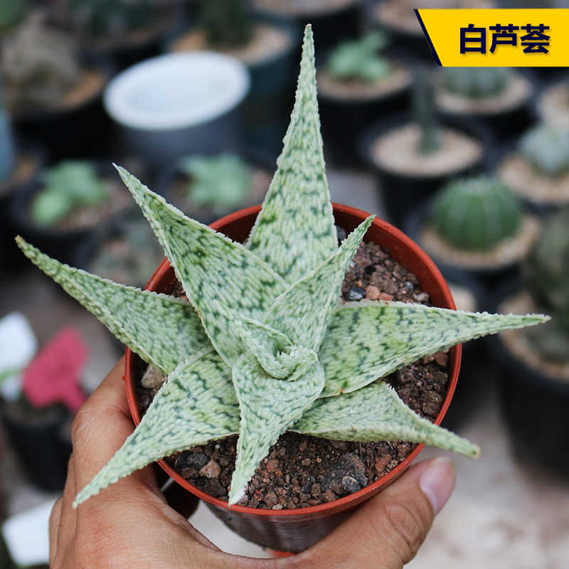 白芦荟多肉植物大白鲨白色好养活