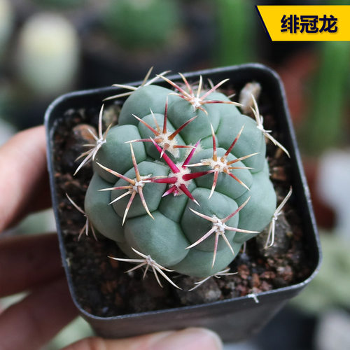 实生开花美观好养绯冠龙仙人球