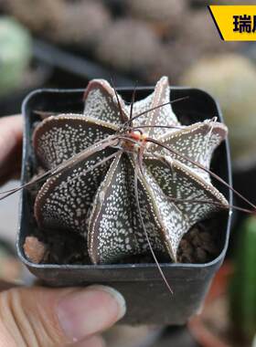 瑞凤玉实生开花美观好养仙人球