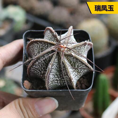瑞凤玉实生开花美观好养仙人球