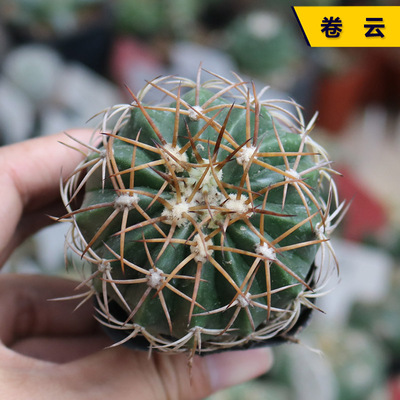 实生美观好养开花仙人球