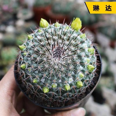 实生开花美观好养仙人球小盆栽