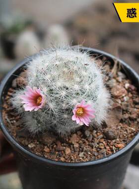 开花美观好养阳台庭院小盆栽
