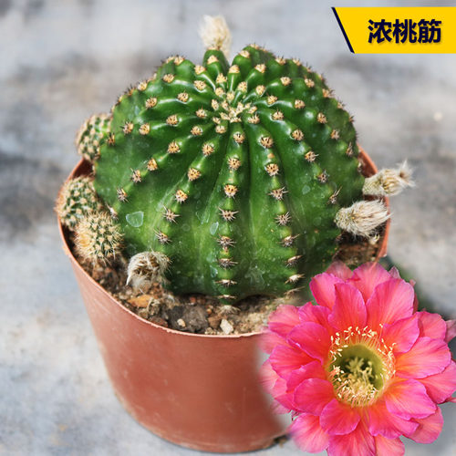 浓桃筋仙人球庭院开花美观小盆栽