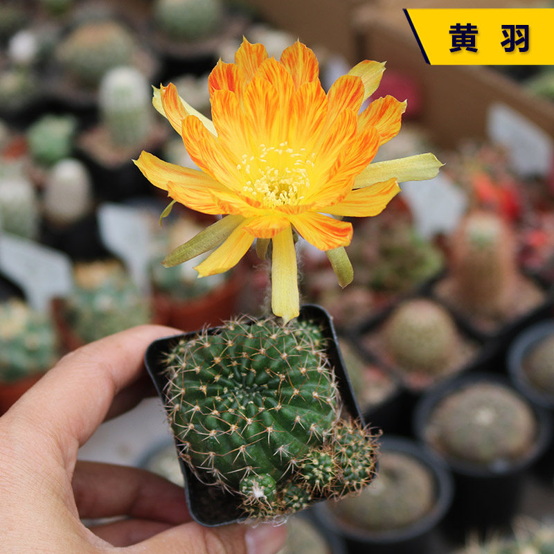 黄羽丽花仙人球稀有绚丽美花勤花大花仙人掌多肉阳台美观小盆栽_虎窝淘