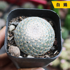 实生开花美观软刺白娟仙人球