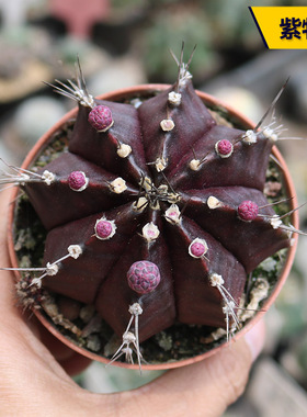 实生紫牡丹仙人球黑紫色开花美观好养易度夏仙人掌多肉阳台小盆栽