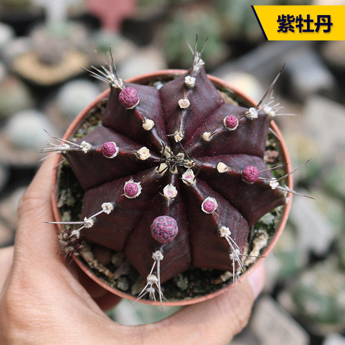 开花美观好养阳台庭院观赏紫牡丹