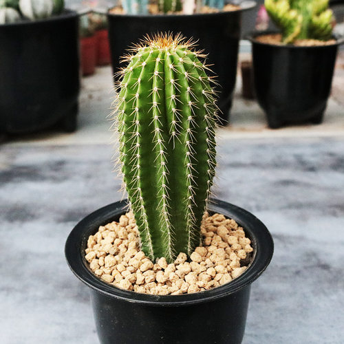 大凤龙仙人柱创意小盆栽多肉植物