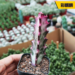 彩麒麟 冷门大戟科自然红锦美观多肉植物窗台阳台庭院小盆栽