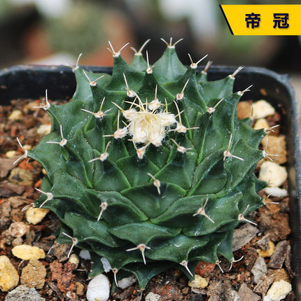 帝冠大尺寸实生稀有四年萝卜根四大名仙人球开花叶片厚实阳台盆栽