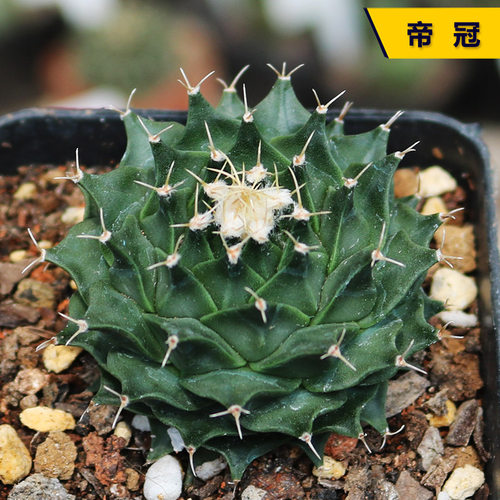 帝冠大尺寸实生稀有四年厚实萝卜