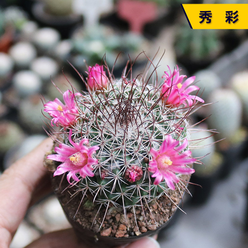 实生秀彩仙人球趣味开花硬刺乳突球属仙人掌新手桌面阳台小盆栽