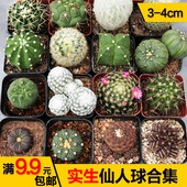 易养活新手组合短毛丸 实生仙人球仙人掌合集 仙人柱根系好 日出