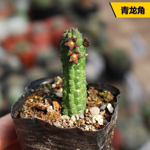 花田舍好养青龙角开花美观多肉