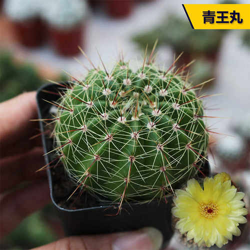 阳台好养开花美观仙人球