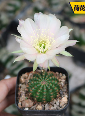 花田舍好养美观荷花杂开花仙人球