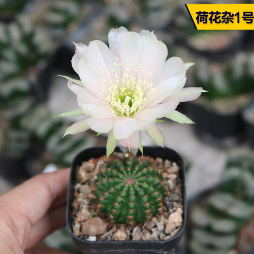 花田舍好养美观荷花杂开花仙人球