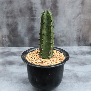 花田舍 袖蒲仙人柱 新手办公室电脑桌面阳台小盆栽耐干旱易养活