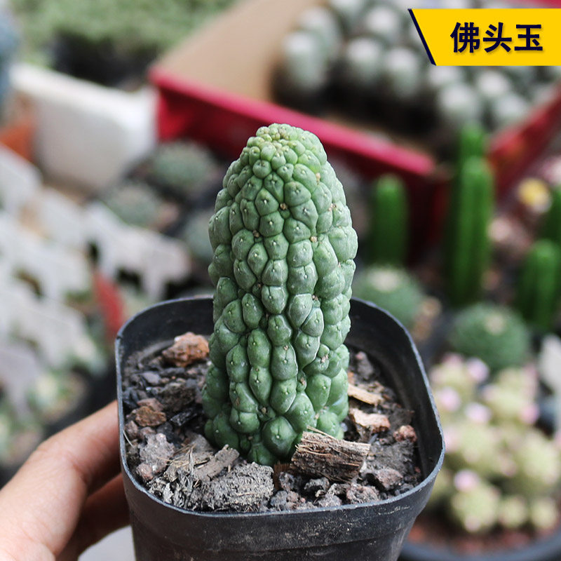 无刺开花美观好养萝藦科佛头玉