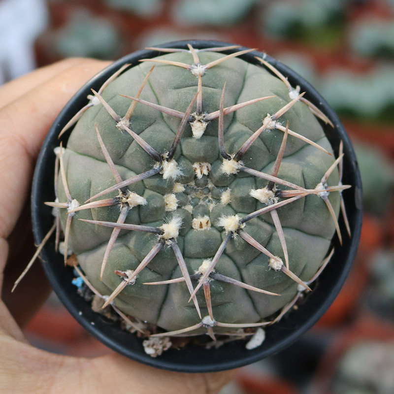 怪龙王实生仙人球稀有精品趣味开花裸萼球属室内桌面防辐射小盆栽