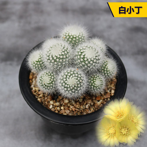花田舍好养白小丁开花美观