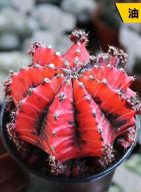 油画牡丹仙人球精养红色球体开花美观趣味仙人掌多肉阳台庭院盆栽