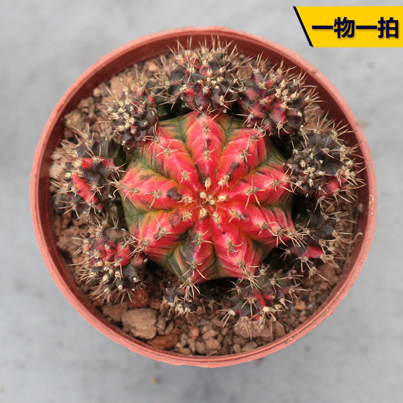 花田舍 五彩牡丹锦仙人球 稀有开花光辉牡丹锦嫁接自然锦防辐射