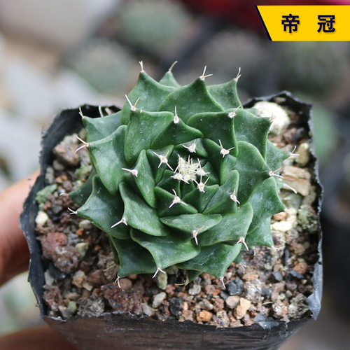 实生帝冠小苗四大名球多肉植物