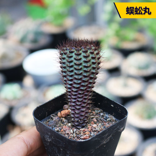 实生开花蜈蚣丸士童仙人球