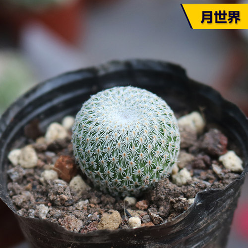 月世界仙人球白刺趴刺不扎手开花仙人掌多肉植物阳台庭院小盆栽 - 封面