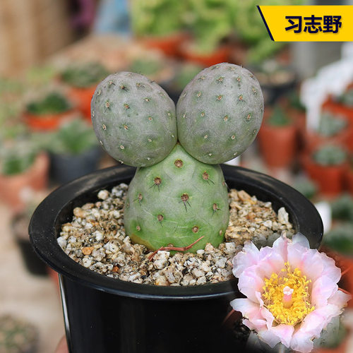 开花美观好养活习志野仙人球盆栽