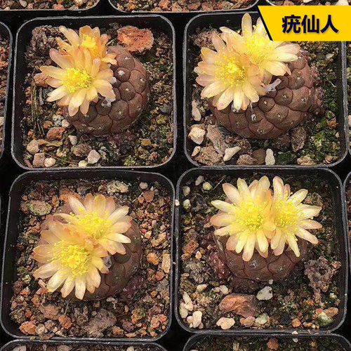 开花美观好养疣仙人仙人球