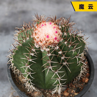 魔云实生仙人球精养出云开花美观好养易度夏仙人掌多肉阳台小盆栽