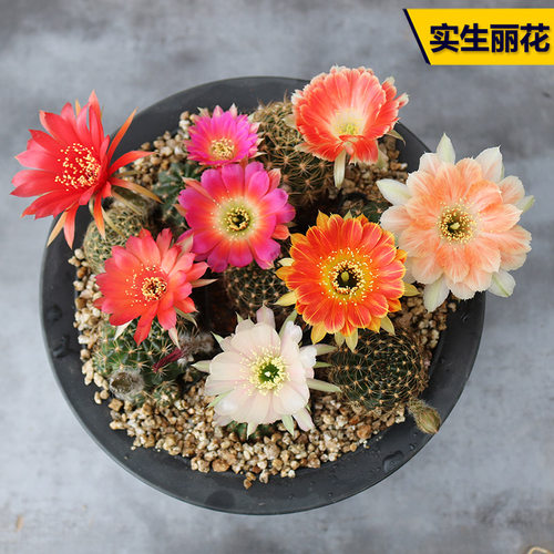 花田舍好养实生丽花开花仙人球