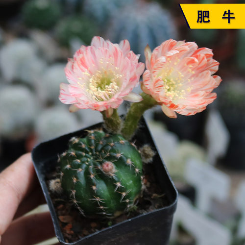 开花美观好养肥牛丽花仙人球