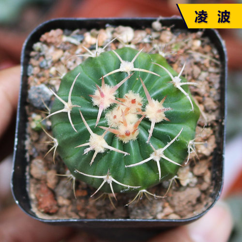 凌波仙人球开花红刺硬趣味
