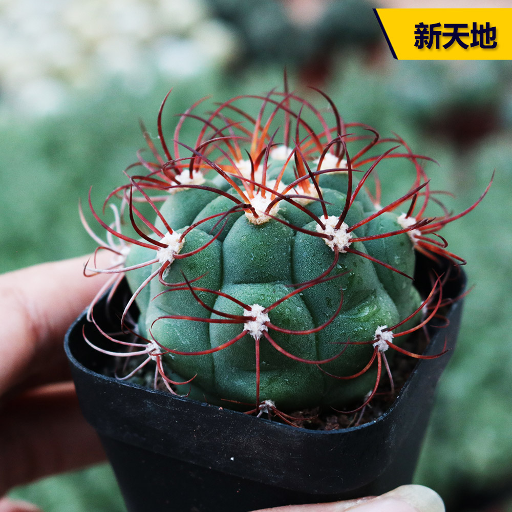 实生新天地仙人球组合开花美观