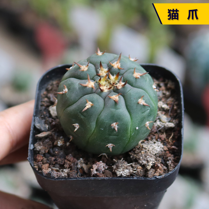 猫爪强刺美刺好养开花美观仙人球