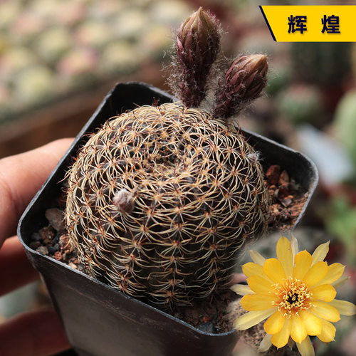 开花美观好养辉煌仙人球