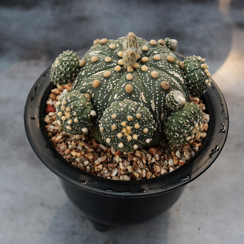 花田舍星兜仙人球落地开花好养带仔海星超兜室内阳台庭院小盆栽