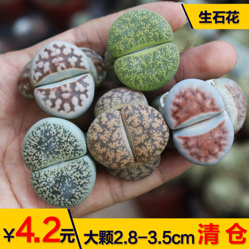 生石花多肉植物开花美观好养