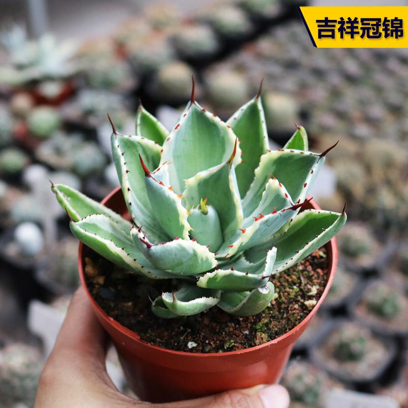 吉祥冠锦龙舌兰多肉植物自然锦好养美观开花花卉阳台庭院小盆栽