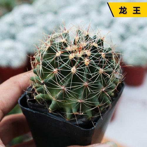 实生龙王仙人球左旋左旋右旋开花