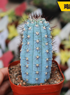 鸡腿柱蓝棱柱蓝色美观仙人柱好养活易度夏室内桌面阳台庭院小盆栽