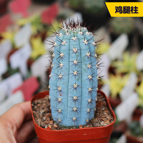 鸡腿棱柱稀有蓝色仙人柱盆栽