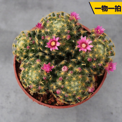 花田舍好养红花明星开花仙人球